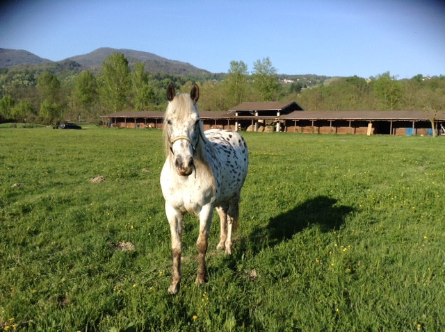 al cavallino - valcuvia